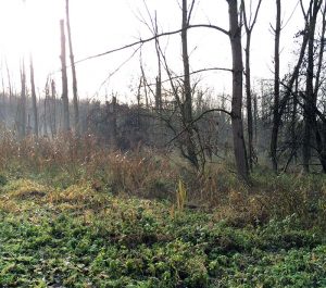 Het vocht steeg op uit het bos en maakte het landschap mysterieus